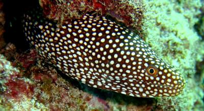grouper_point_dive_spotted_eel2.jpg