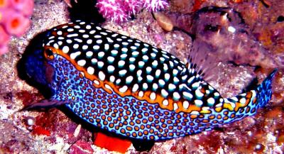 ilot_dive_box_fish.jpg