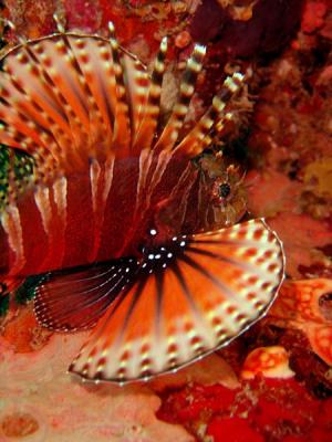 ilot_dive_lion_fish.jpg