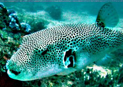 u10/tlmurp84/medium/2055906.ilot_dive_oscar_fish.jpg