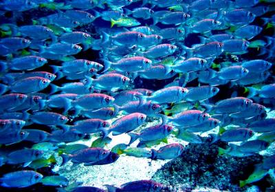 ilot_dive_school_of_fish.jpg