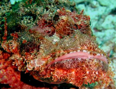 ilot_dive_scorpion_fish4.jpg