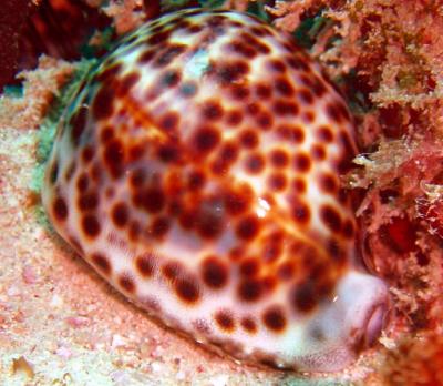 ilot_dive_tiger_cowry.jpg