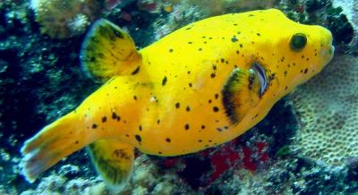ilot_dive_yellow_oscar.jpg