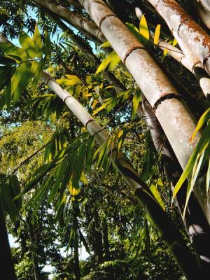 Jardin_du_Roi_Bamboo.jpg