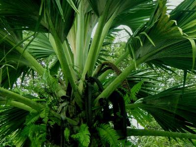 Jardin_du_Roi_male_Coco_de_Mer_tree.jpg