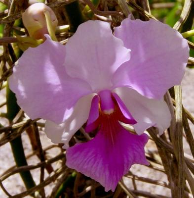 Jardin_du_Roi_orchid.jpg