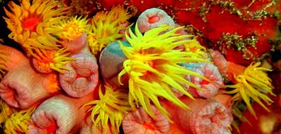 shark_bank_dive_bat_cup_corals.jpg
