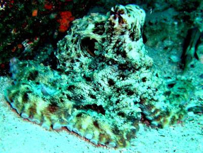 shark_bank_dive_octopus.jpg