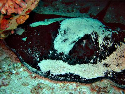 shark_bank_dive_stingray.jpg