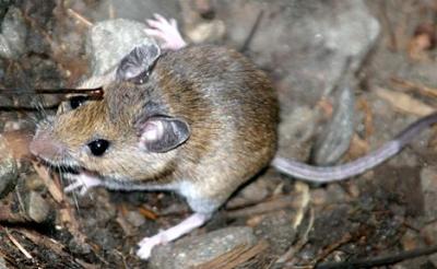 Deer Mouse - Peromyscus maniculatus