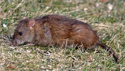 Norway Rat - Rattus norvegicus