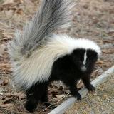 Striped Skunk - Mephitis mephitis