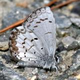 Spring Azure - Celastrina ladon form marginata