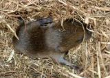 Meadow Vole - Microtus pennsylvanicus