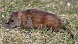 Norway Rat - Rattus norvegicus