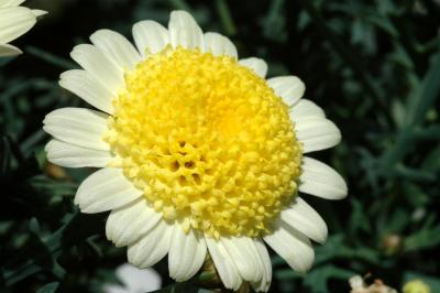 DSC_5919a.jpg