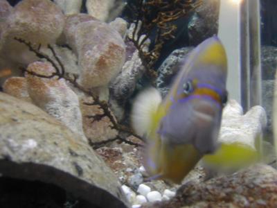 UnderSea003.JPG