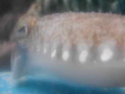 UnderSea017.JPG
