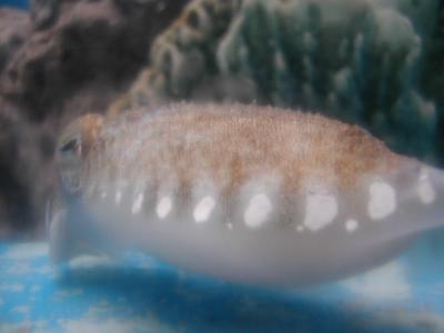 UnderSea018.JPG