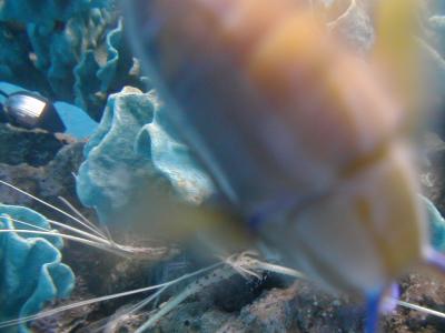 UnderSea019.JPG