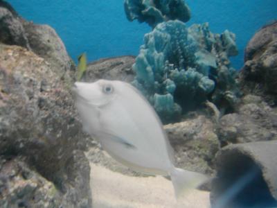 UnderSea021.JPG