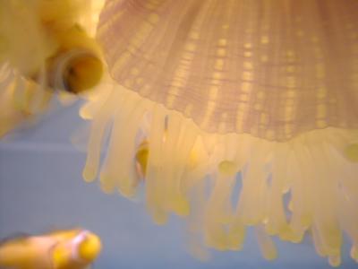 UnderSea027.JPG