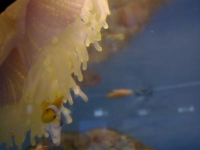 UnderSea028.JPG