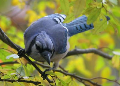 Blue Jay