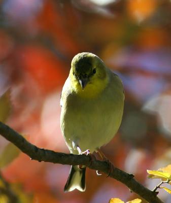 Lesser Goldfinch