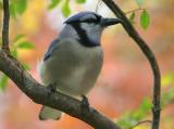 Blue Jay