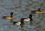Male and Female Lesser Scaups
