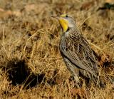 Eastern Meadowlark