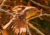 Field Sparrow