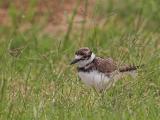 Killdeer Chick