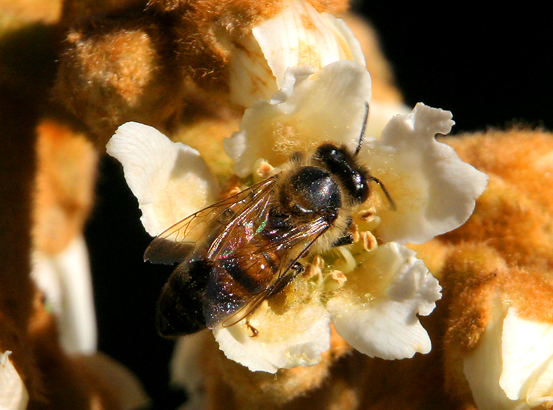 Bee on a Loquate tree