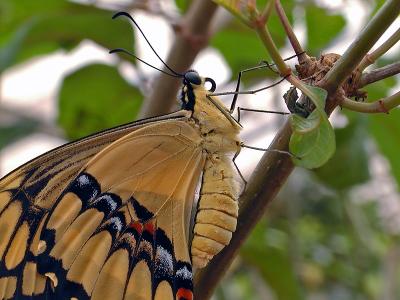 Papilio thoas (Giant Swallow tail)
