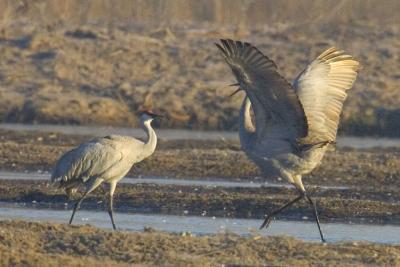 Mating dance!