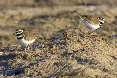 There were 50,000 Cranes - and 2 Killdeer!