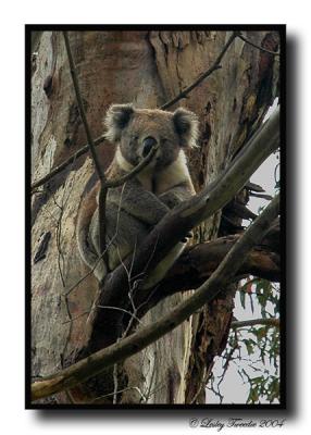 Koala.jpg