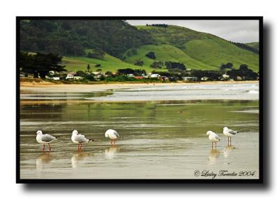 u10/tweeds04/medium/37841438.GullsonApolloBaybeach.jpg