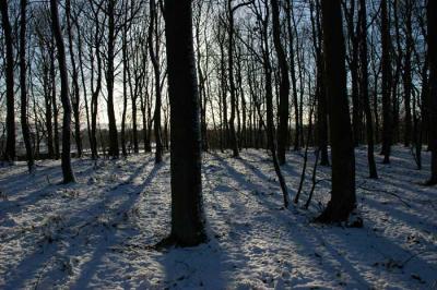 trees. Stoneyhurst