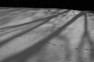 tree shadows, Lancashire