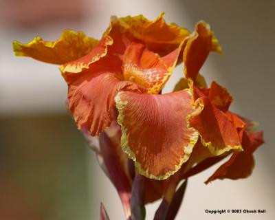 Ginger Plant