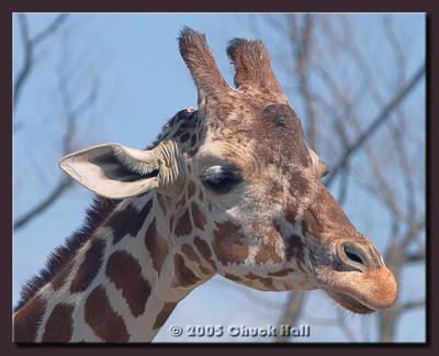 Giraffe