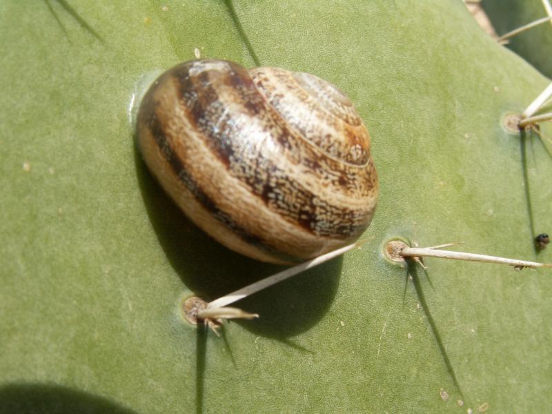 Caracol // Snail (Otala lactea)