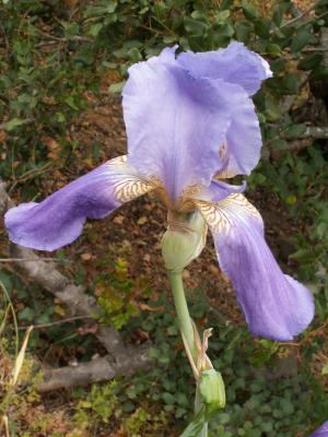 Lírio-roxo (Iris subbiflora)