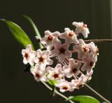 hoya carnosa