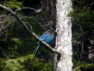 Steller's Jay #1