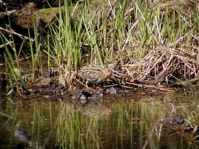 Common Snipe